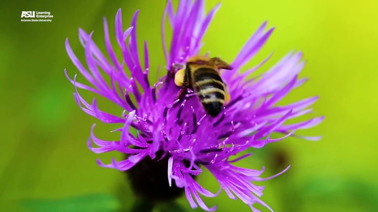 Antibiotics and Honeybees: Findings on Healthy Gut Bacteria